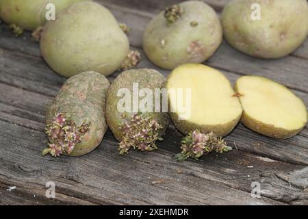 Solanum tuberosum, pomme de terre, vert, germé Banque D'Images