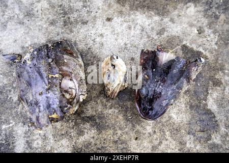 Détail d'une tête de poisson coupée et jetée à la poubelle Banque D'Images