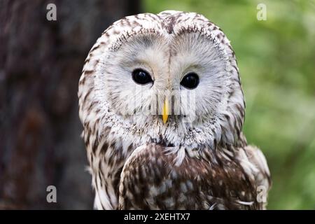 Hibou Oural sur une bûche dans la forêt d'été (Strix uralensis) Banque D'Images