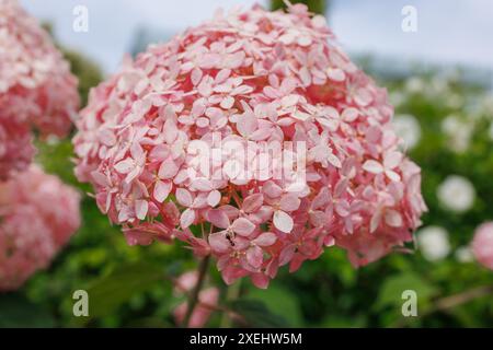 Images du Japon - Une fourmi brun foncé minuscule Ventures à travers les pétales d'une rose pâle tête d'un Ajisai japonais ou fleurs d'hortensia Banque D'Images