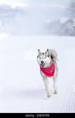 Chien Husky sibérien courant, neige hivernale Banque D'Images