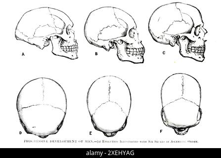 LE DÉVELOPPEMENT PROGRESSIF DE L'HOMME. Evolution illustrée avec six crânes dans l'ordre ascendant, du volume 1 de l'histoire universelle de Ridpath : un compte rendu de l'origine, de la condition primitive et du développement ethnique des grandes races de l'humanité, et des principaux événements dans l'évolution et le progrès de la vie civilisée entre les hommes et les Nations, à partir de sources récentes et authentiques avec une enquête préliminaire sur le temps, le lieu et la manière du commencement par Ridpath, John Clark, 1840-1900 publié en 1897 Banque D'Images