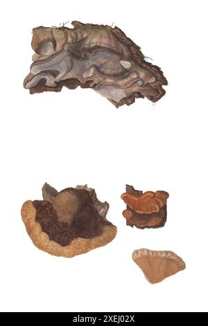 Une collection de dessins mycologiques de Albertini, Johann Baptist von, 1769-1831, Schweinitz, Lewis David von, 1780-1834 publié en 1805. Lewis David von Schweinitz fut le premier américain à concentrer ses efforts botaniques sur les champignons. Né à Bethléem, Pennsylvanie, le 13 février 1780, Schweinitz déménage avec sa famille en Allemagne en 1798 et entre au séminaire théologique morave de Niesky en Silésie. Il y rencontre le professeur Albertini, qui s'intéresse également à la botanique. Ensemble Schweinitz et Albertini collectent et étudient les champignons dans toute la région du Niesky et publient en 1805 le Conspectus Fu Banque D'Images