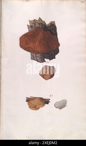 Une collection de dessins mycologiques de Albertini, Johann Baptist von, 1769-1831, Schweinitz, Lewis David von, 1780-1834 publié en 1805. Lewis David von Schweinitz fut le premier américain à concentrer ses efforts botaniques sur les champignons. Né à Bethléem, Pennsylvanie, le 13 février 1780, Schweinitz déménage avec sa famille en Allemagne en 1798 et entre au séminaire théologique morave de Niesky en Silésie. Il y rencontre le professeur Albertini, qui s'intéresse également à la botanique. Ensemble Schweinitz et Albertini collectent et étudient les champignons dans toute la région du Niesky et publient en 1805 le Conspectus Fu Banque D'Images