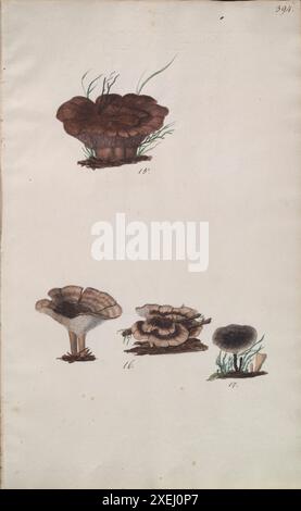 Une collection de dessins mycologiques de Albertini, Johann Baptist von, 1769-1831, Schweinitz, Lewis David von, 1780-1834 publié en 1805. Lewis David von Schweinitz fut le premier américain à concentrer ses efforts botaniques sur les champignons. Né à Bethléem, Pennsylvanie, le 13 février 1780, Schweinitz déménage avec sa famille en Allemagne en 1798 et entre au séminaire théologique morave de Niesky en Silésie. Il y rencontre le professeur Albertini, qui s'intéresse également à la botanique. Ensemble Schweinitz et Albertini collectent et étudient les champignons dans toute la région du Niesky et publient en 1805 le Conspectus Fu Banque D'Images