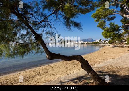 Puerto Pollensa, Port de Pollença, Majorque, Majorque, Îles Baléares, Espagne Banque D'Images