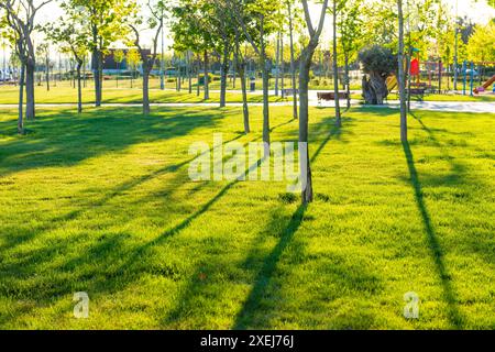 Parc vert au coucher du soleil avec des arbres verts Banque D'Images