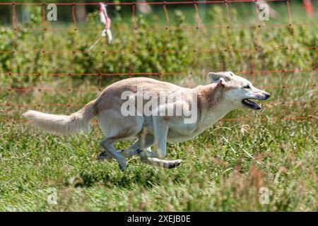 Chien courant dans le champ de course sur la compétition de course de leurre Banque D'Images