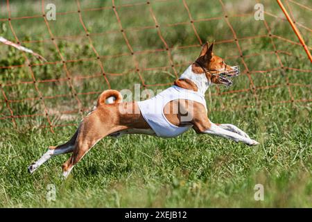 Chien Basenji courant en veste blanche sur le terrain vert coursing à la compétition Banque D'Images