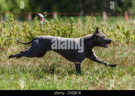 Thai ridgeback courir à pleine vitesse à la compétition sportive Lure coursing Banque D'Images