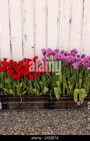 Tulipes colorées contre une clôture blanche rustique, un tableau de printemps Banque D'Images