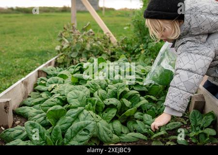 Enfant cueillant des épinards dans un lit de jardin surélevé, portant une veste d'hiver Banque D'Images