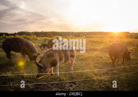 Porcs Berkshire pâturant dans un champ au coucher du soleil Banque D'Images