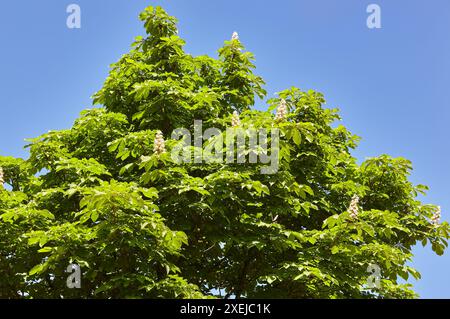 Branche châtaigne sur le fond de feuilles vertes luxuriantes, gros plan. Fleurs de châtaignes au printemps. Mise au point sélective, arrière-plan flou Banque D'Images