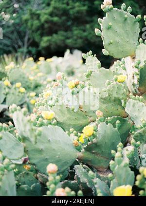 Fleurs jaunes en fleurs de cactus à Austin, TX Banque D'Images