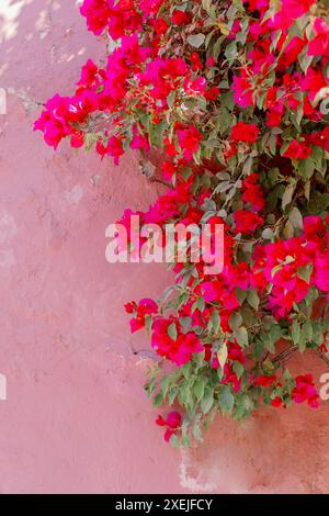 Bougainvilliers poussant le long du mur de stuc rose Banque D'Images