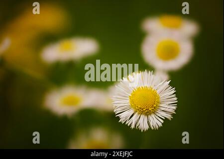 Daisy Fleabane gros plan fleur blanche jaune centre Banque D'Images