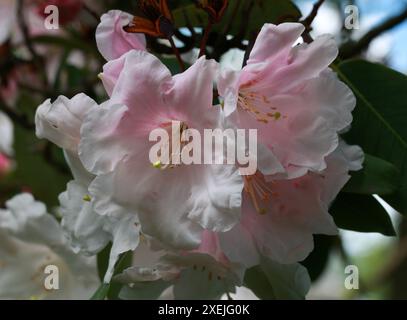 Grand Rhododendron blanc, Rhododendron decorum, Ericaceae. Chine occidentale. Banque D'Images