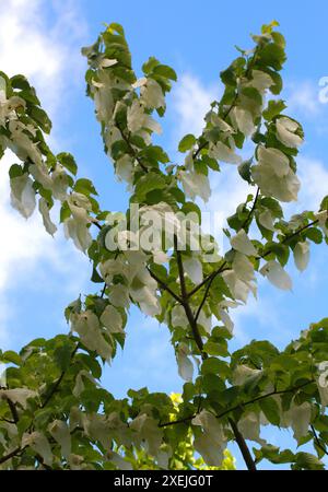 De Vilmorin mouchoir arbre, Davidia involucrata var. Vilmoriniana, Nyssaceae (Cornaceae). Chine du Sud et centrale. Banque D'Images