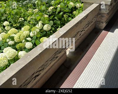 Hortensias blanches, mur de pierre, chemin carrelé à la bibliothèque publique dans l'Ohio Banque D'Images