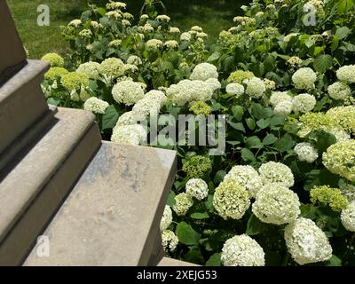 Hortensias blanches par pilier de pierre à la bibliothèque publique de Cincinnati Banque D'Images