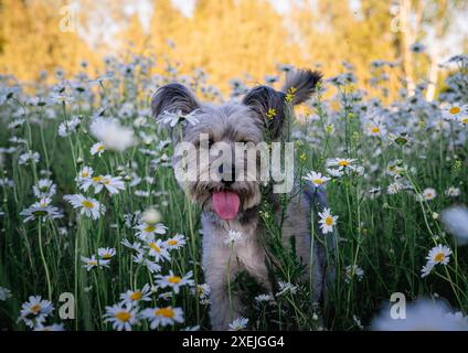 chien sans race dans le champ avec des marguerites au coucher du soleil Banque D'Images