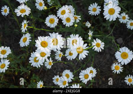 Floraison de marguerites blanches sur terrain Banque D'Images