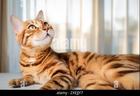 Drôle de chat joyeux lève les yeux. Banque D'Images