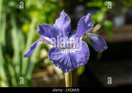 Iris sibirica 'Silver Edge' une plante à fleurs d'été avec une fleur bleue violette d'été communément connue sous le nom d'iris sibérien, image photo stock Banque D'Images