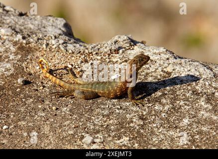 Lézard à queue bouclée du Nord ou queue de ruisseau à écailles de scie, Leiocephalus carinatus, Leiocephalidae. La Havane, Cuba, Caraïbes. Banque D'Images