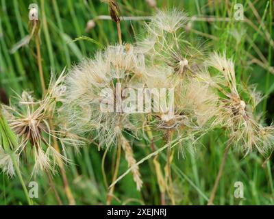 Barbe de Goatsbeard avec d'énormes têtes de graines en forme de boule, ressemblant à des pissenlits. Les parachutes des têtes de graines juste avant la dispersion font des motifs captiva Banque D'Images