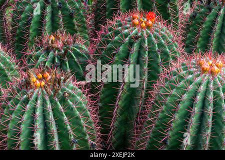 Vue rapprochée des cactus et dans le pittoresque jardin Anima à Marrakech Banque D'Images