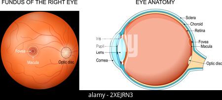 Anatomie oculaire. Coupe transversale d'un œil humain avec pupille, cornée, iris, lentille, sclère, la choroïde et la rétine. Gros plan du fond d'oeil droit avec macula Illustration de Vecteur