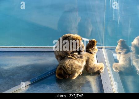 Singe macaque barbare et jeune délectant un autre singe sur la plate-forme d'observation Skywalk à Gibraltar Banque D'Images