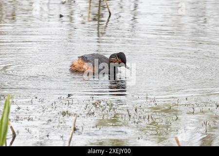 Grebe à cou noir (Podiceps nigricollis) Yorkshire juin 2024 Banque D'Images