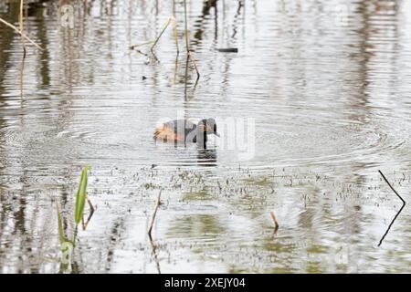 Grebe à cou noir (Podiceps nigricollis) Yorkshire juin 2024 Banque D'Images