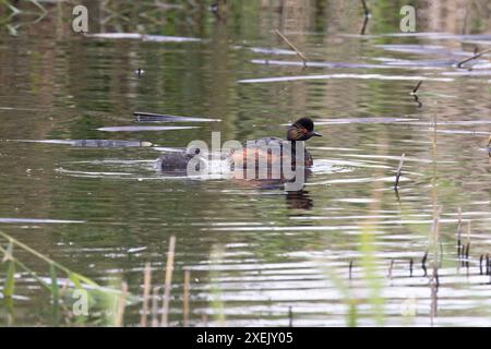 Grebe à cou noir (Podiceps nigricollis) adulte avec Yorkshire juvénile juin 2024 Banque D'Images