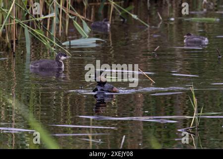 Grebe à cou noir (Podiceps nigricollis) adulte avec Yorkshire juvénile juin 2024 Banque D'Images