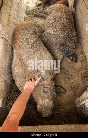 L'agriculteur vérifie les porcs mangalica couchés sur de la paille dans le porcin à la ferme Banque D'Images