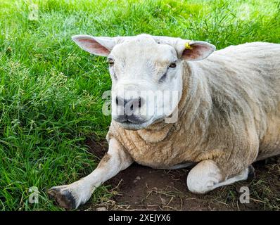 gros plan portrait d'un bélier de travail, couché sur une tache de terre entourée d'herbe regardant vers la caméra Banque D'Images