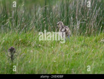 Curlew (Numenius arquata), poussin à lomg grass, nidification sud, Shetland Banque D'Images