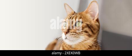 Profil en gros plan d'un chat du Bengale aux yeux verts Banque D'Images