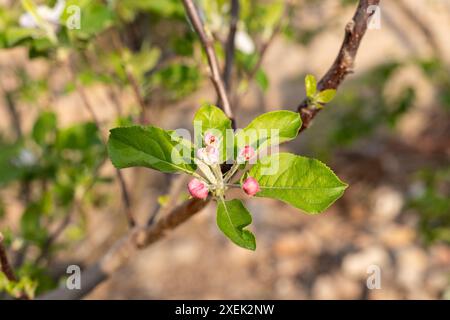 Fleurs de pomme printanières dans l'arbre fruitier d'amande Banque D'Images