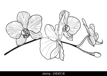 Esquissez la branche de fleur d'orchidée. Illustration vectorielle noire et blanche dessinée à la main. Ligne Style gravé Illustration de Vecteur