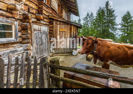 Deux vaches Pinzgau appartenant à l'agriculteur alpin Manfred Huber attendant devant la grange pour être traites, Filzmoosalm, Großarl. Le troupeau de vaches est conduit de la prairie alpine à la salle de traite dans la cabane alpine pour la traite. Filzmoosalm, Salzbourg, Autriche Banque D'Images