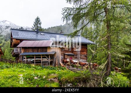 Le Filzmoosalm dans la vallée de Großarl, Salzbourg, Autriche, se situe à une altitude de 1 710 mètres. Ici, les vaches Pinzgau de la famille Huber passent l'été. La cabane de montagne appartient à la famille Promegg depuis les années 1920. Une avalanche a détruit la cabane d'origine en 1950. Une couche de neige fraîche tombée pendant la nuit recouvre les pentes plus élevées en arrière-plan. Banque D'Images