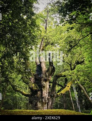 Le plus ancien chêne lituanien Stelmuze dans le nord de la Lituanie. Arbre vieux de deux mille ans entouré d'une clôture et d'un support en bois à ses branches Banque D'Images