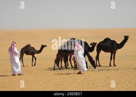 Traite du dromadaire. Rub Al Khali Desert. Arabie saoudite. Banque D'Images