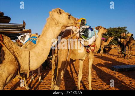 Mauritanie, Chinguetti, chauffeur de chameaux local Banque D'Images