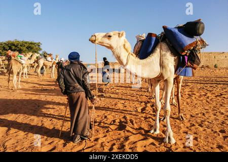 Mauritanie, Chinguetti, chauffeur de chameaux local Banque D'Images